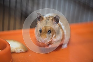 Hamster having existential crisis in the cage photo