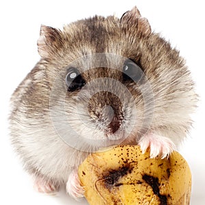 Hamster holding a old banana