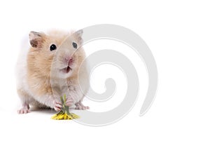 Hamster holding yellow flower
