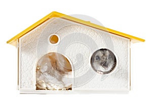 Hamster inside House