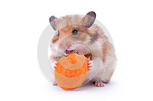 Hamster isolated