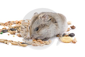 Hamster isolated on white.