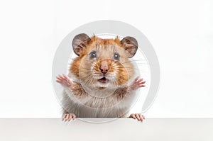 Hamster isolated on white background with copy space for your text