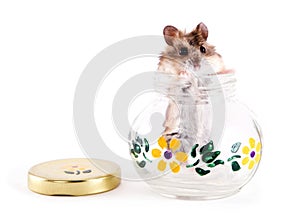 Hamster in a Jar