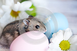 Hamster, junggar in the flowers of chamomiles and with Easter eg