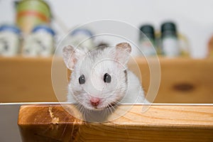 Hamster in larder