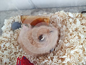 Hamster lies and eats a piece of bread