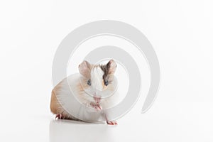 Hamster with lifted pad on white background.
