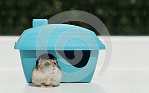 Hamster is looking up from its plastic house.