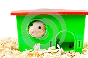 A hamster looks out of the house.