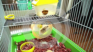 Hamster mouse is running on spinning wheel