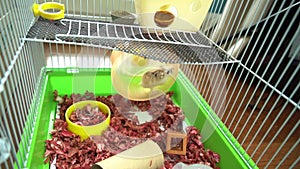 Hamster mouse is running on a spinning wheel in a cage