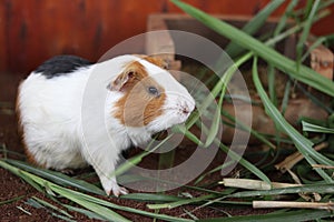 A hamster munching on a green grass.