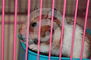 a hamster named mimo photo