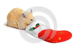 Hamster near christmas sock