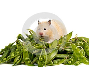 Hamster and peas