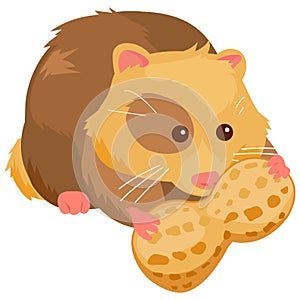Hamster with peanut. Vector illustration