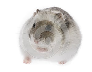 Hamster - Phodopus sungorus