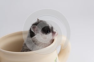 Hamster in an pot