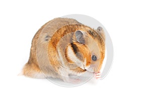 Hamster praying. Isolated white