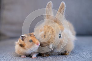 hamster and rabbit sitting side by side, animal friendship concept
