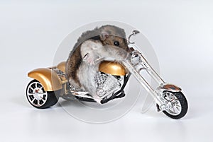 Hamster riding bike