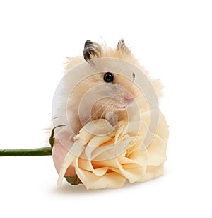Hamster with rose