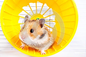 Hamster running in the running wheel