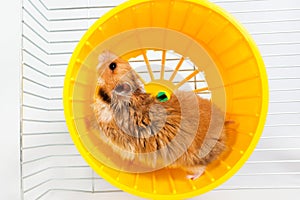 Hamster running in the running wheel