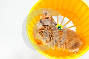 Hamster running in the running wheel