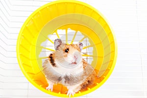 Hamster running in the running wheel