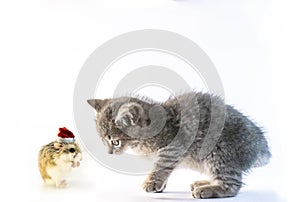 Hamster with Santa hat praying to the cute gray cat