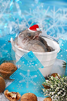 Hamster in santa hat waiting for christmas