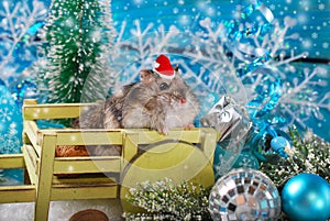Hamster in santa hat waiting for christmas