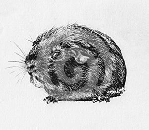 Hamster sketch hand drawn illustration