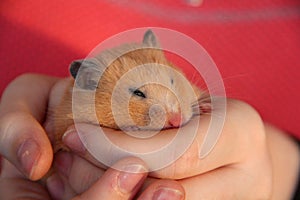 Hamster sleeping in girl's hands