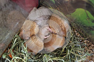 Hamster sleeps close-up. Six hamsters curled up lying and sleeping in cage.