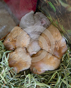 Hamster sleeps close-up. Six hamsters curled up lying and sleeping in cage.