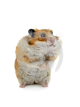 Hamster standing on its hind legs