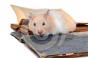 Hamster standing on two old books