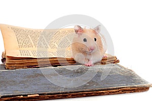 Hamster standing on two old books