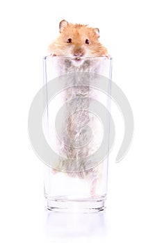 Hamster trapped in a glass