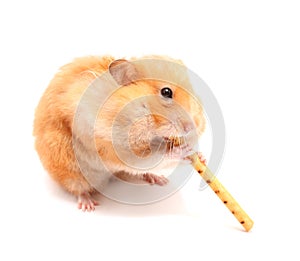 Hamster trumpeter photo