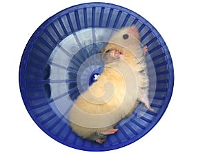 Hamster in a wheel