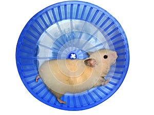 Hamster in a wheel