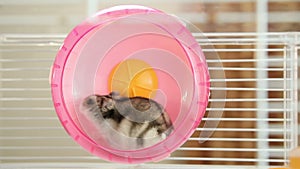 Hamster in a wheel