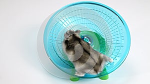 Hamster and wheel