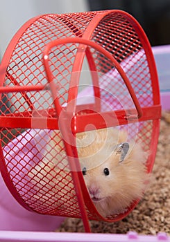 Hamster in wheel