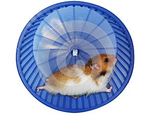 Hamster in a wheel