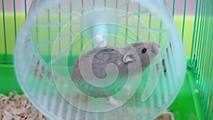 Hamster on wheel in a cage